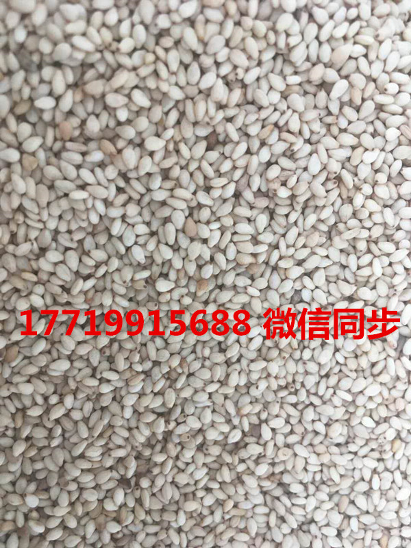 炒芝麻17719915688.jpg